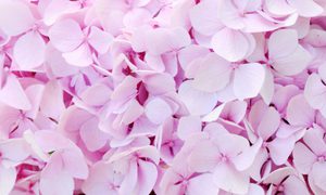 Hydrangea