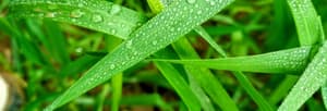 Droplets of water on grass - Irrigation